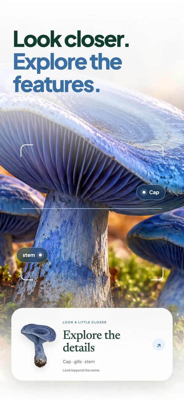 Mushie Expert AI chat about mushroom features