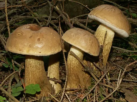 Bitter bolete (Tylopilus felleus)