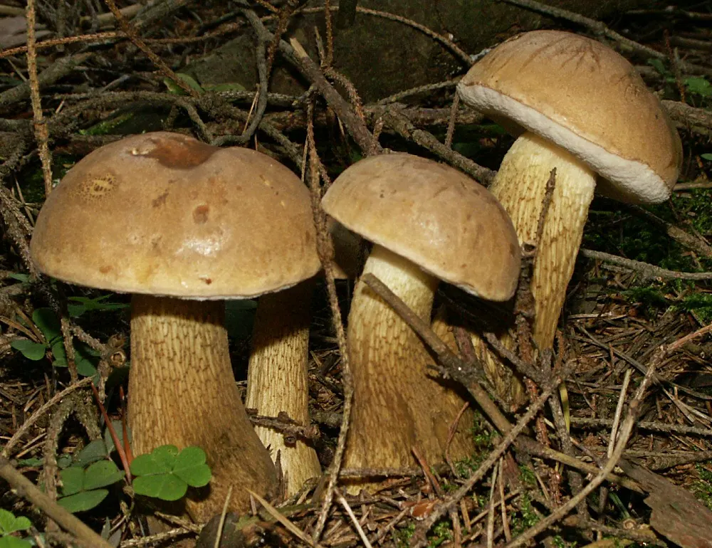Bitter bolete (Tylopilus felleus) in the wild