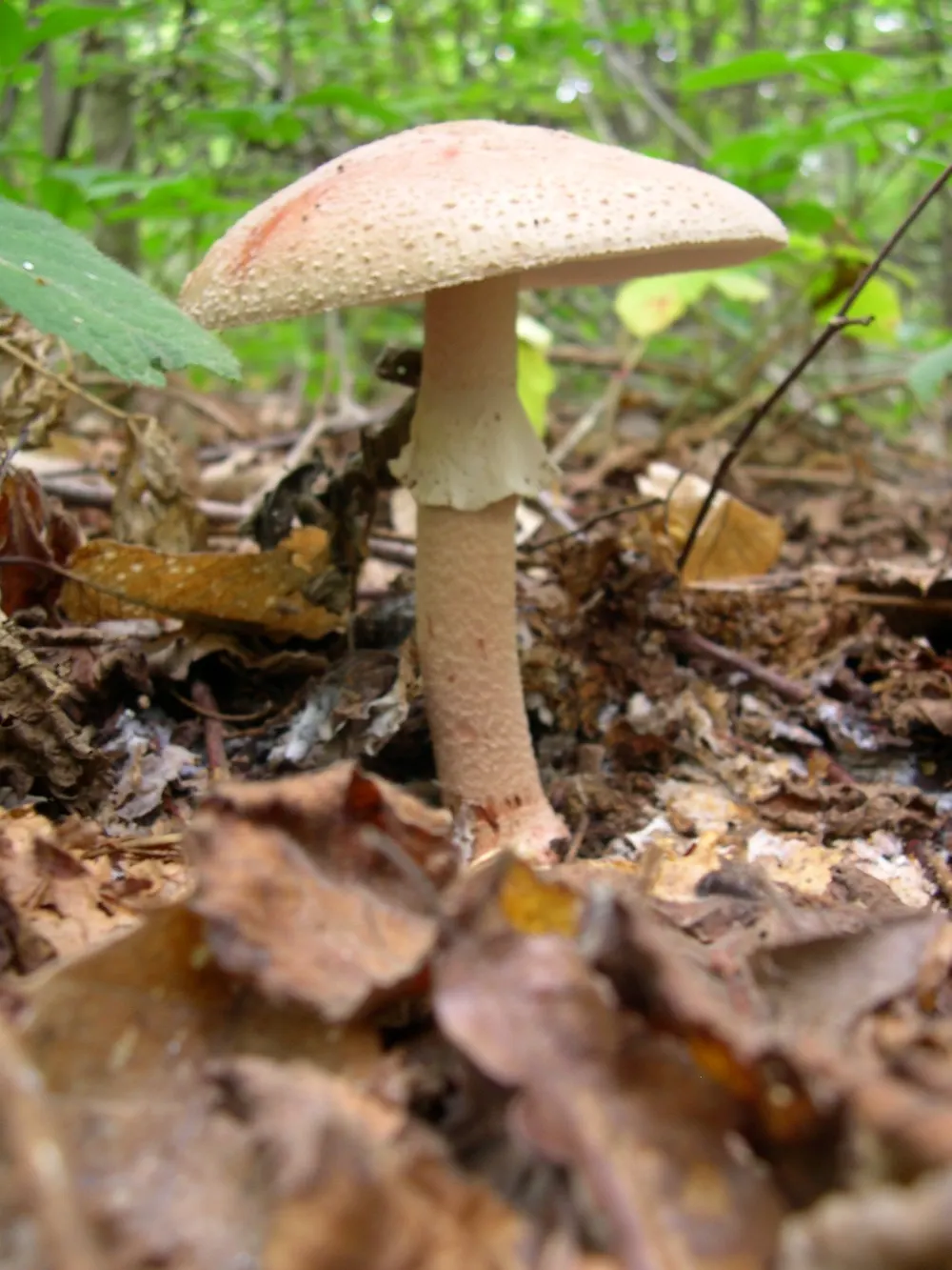 The blusher (Amanita rubescens) in the wild
