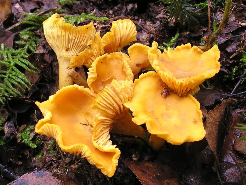Chanterelle (Cantharellus cibarius) in the wild