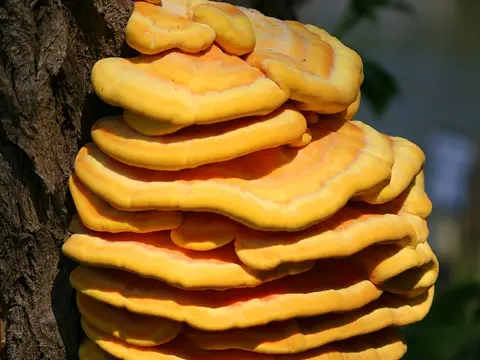 Chicken of the woods (Laetiporus sulphureus)