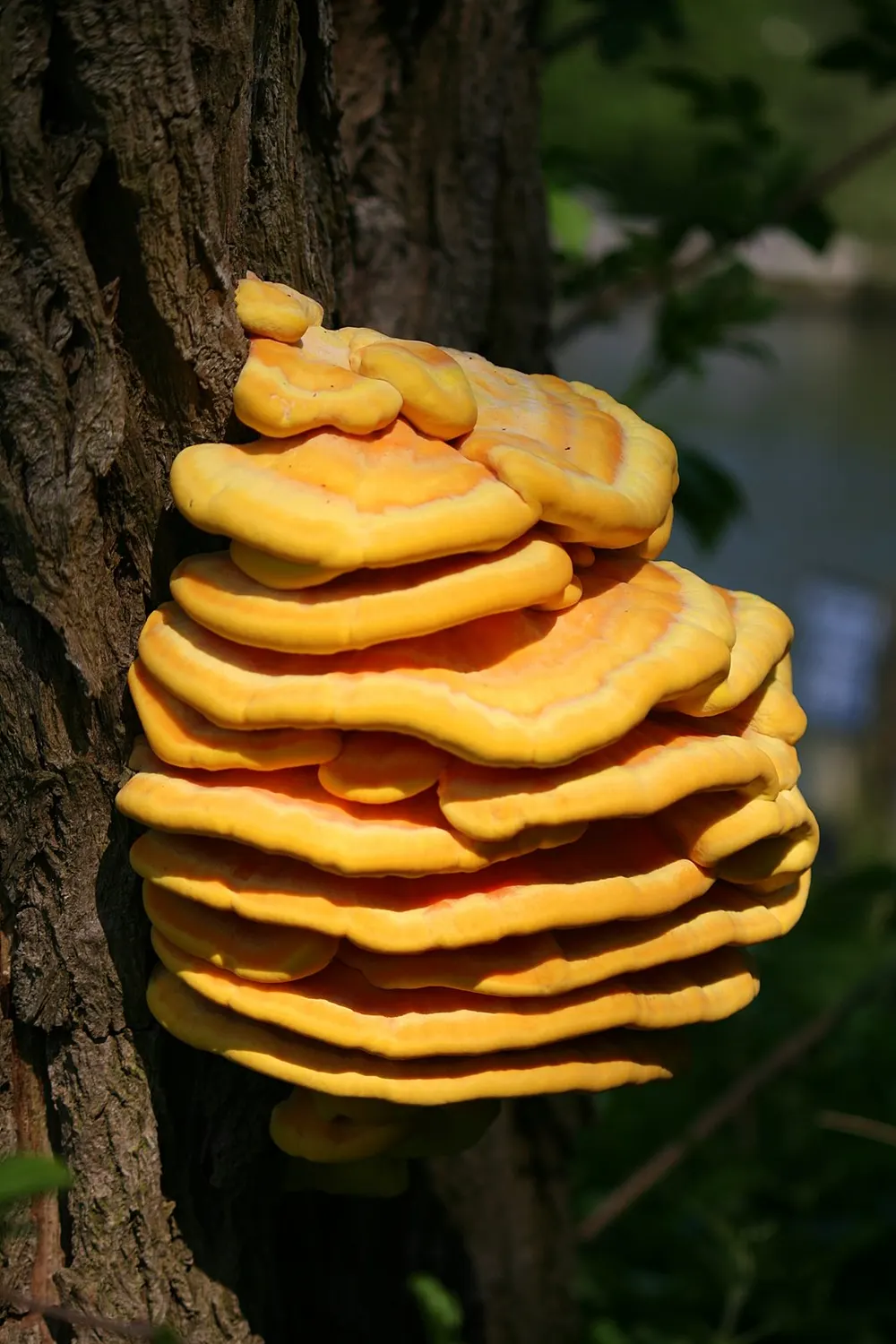 Chicken of the woods (Laetiporus sulphureus) in the wild