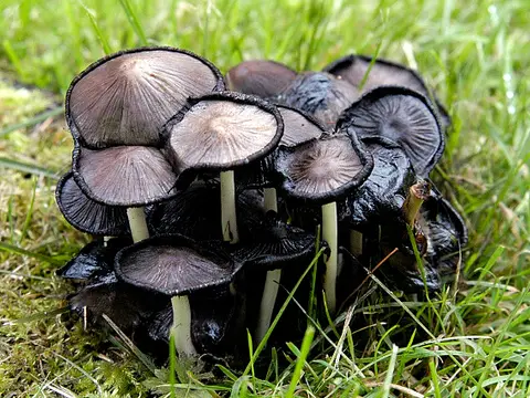 Common ink cap (Coprinopsis atramentaria)