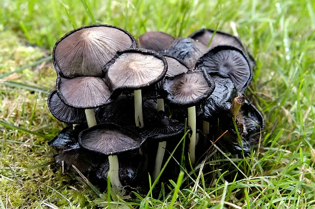 Common ink cap (Coprinopsis atramentaria) in the wild