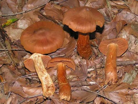 Deadly webcap (Cortinarius rubellus)