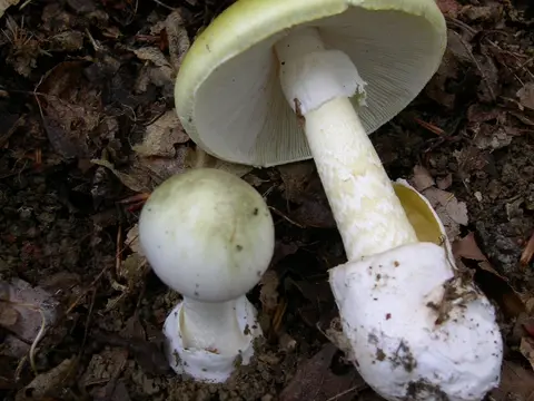 Death cap (Amanita phalloides)