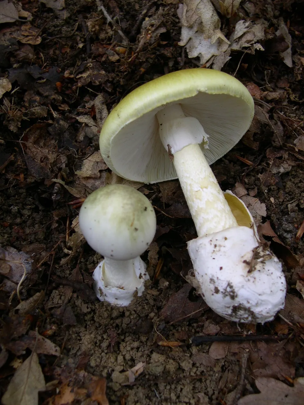 Death cap (Amanita phalloides) in the wild