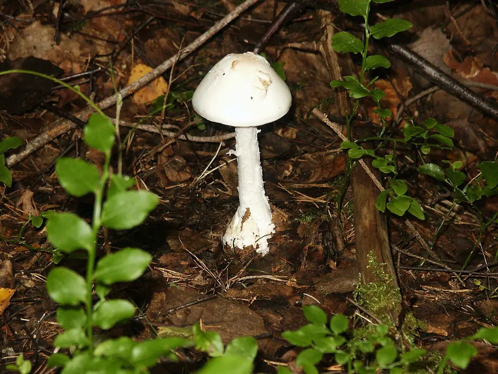 Destroying angel (Amanita virosa) in the wild