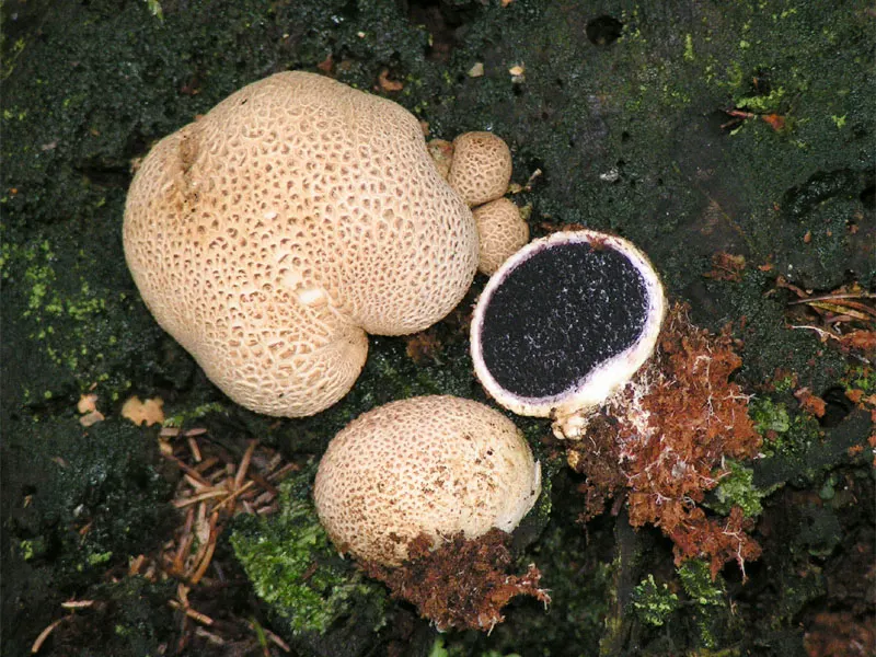 Common earthball (Scleroderma citrinum) in the wild