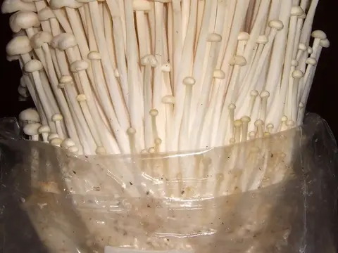 Enoki (Flammulina filiformis)