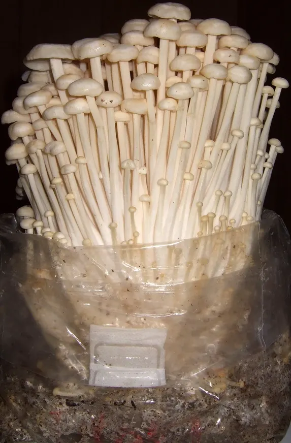 Enoki (Flammulina filiformis) in the wild