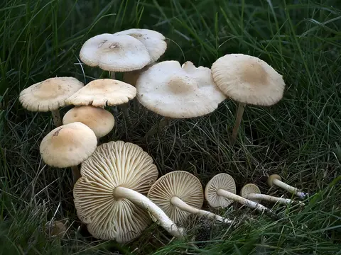 Fairy ring champignon (Marasmius oreades)