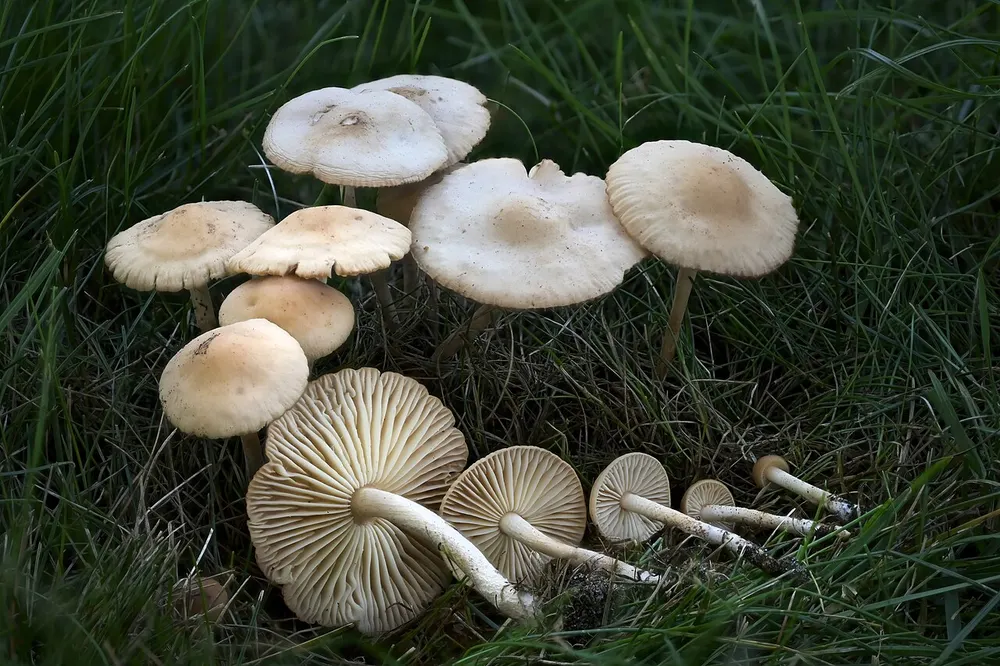 Fairy ring champignon (Marasmius oreades) in the wild