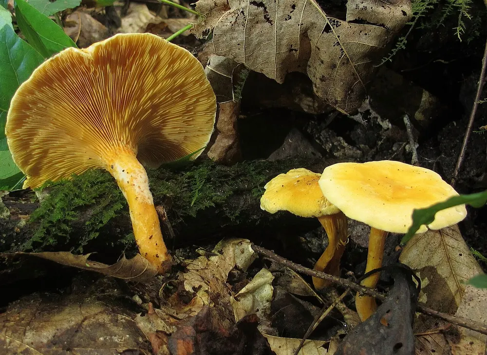 False chanterelle (Hygrophoropsis aurantiaca) in the wild