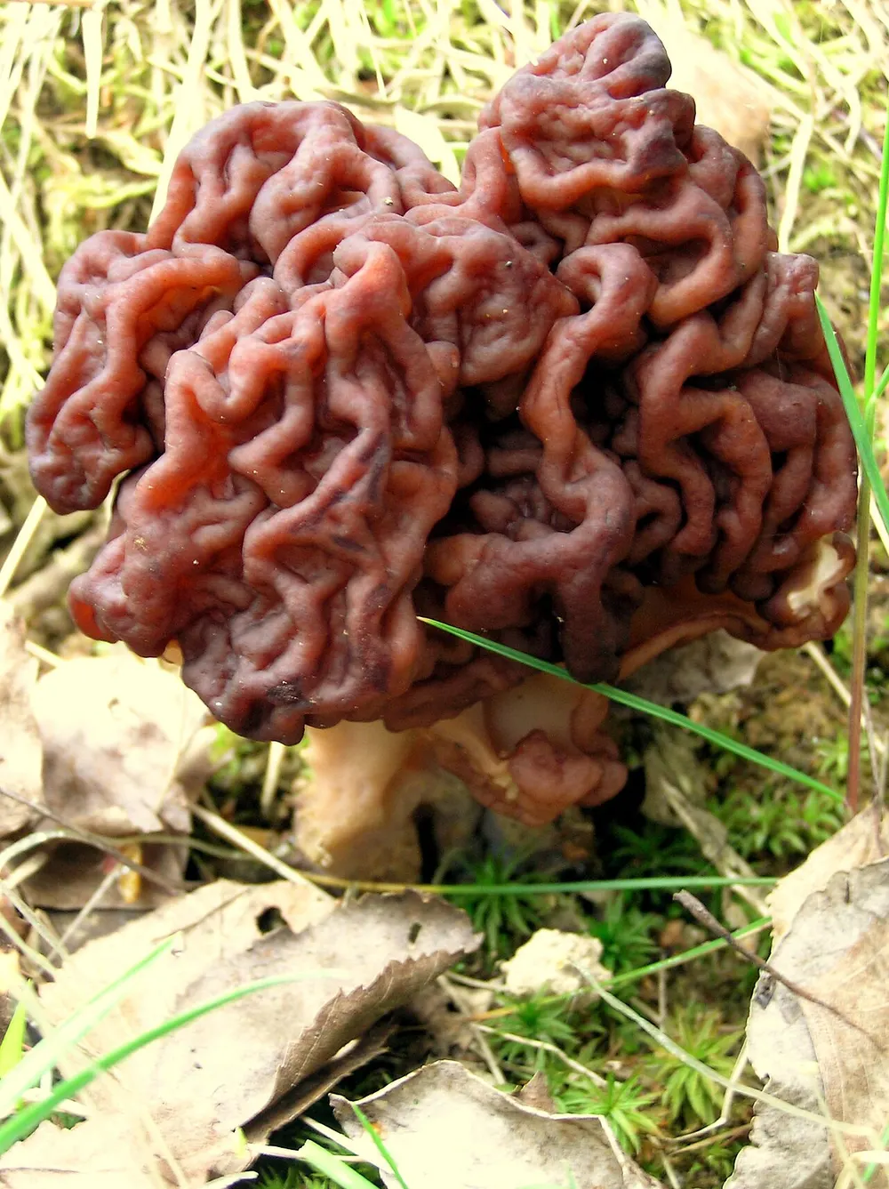 False morel (Gyromitra esculenta) in the wild