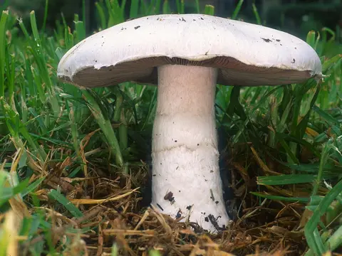 Field mushroom (Agaricus campestris)