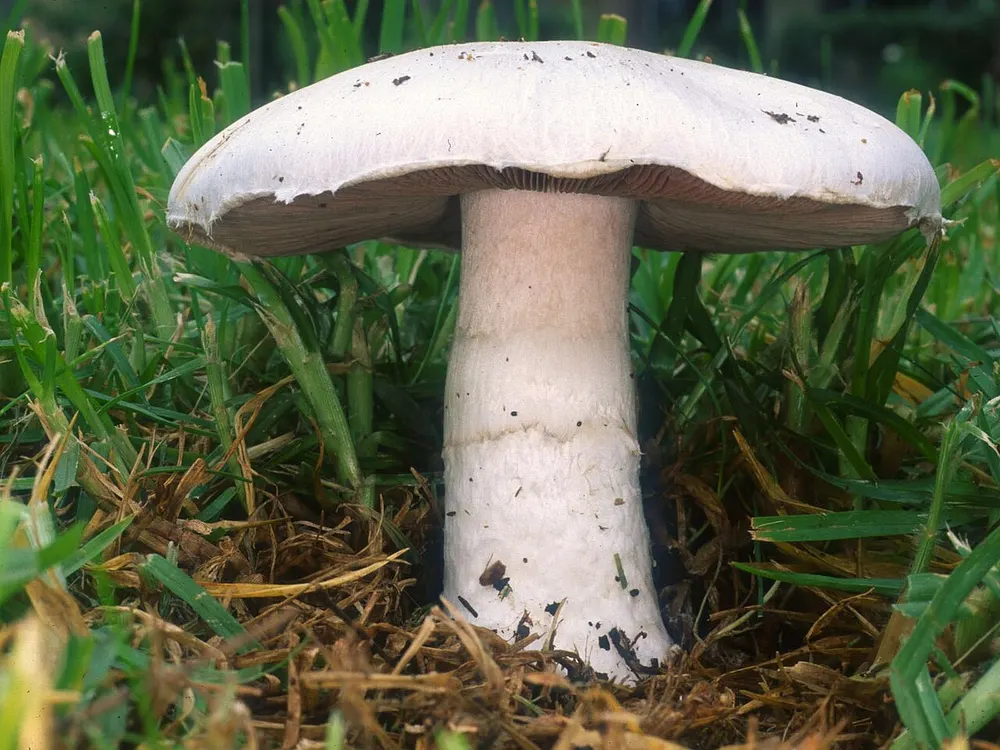 Field mushroom (Agaricus campestris) in the wild