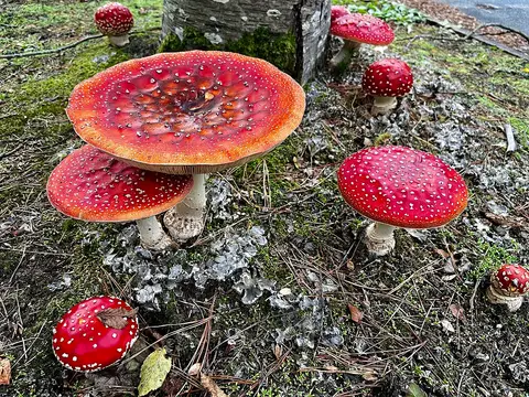 Fly agaric (Amanita muscaria)