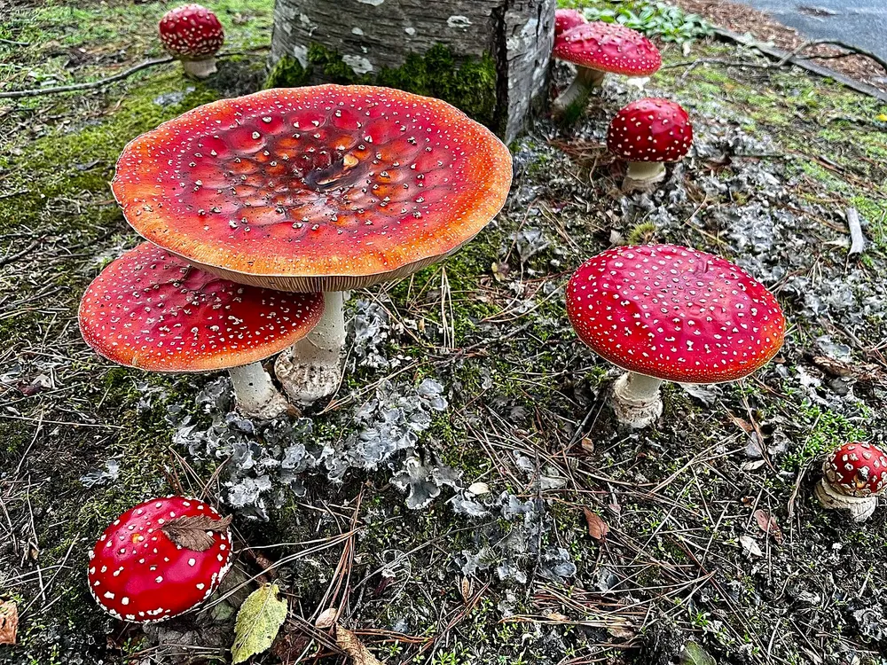 Fly agaric (Amanita muscaria) in the wild