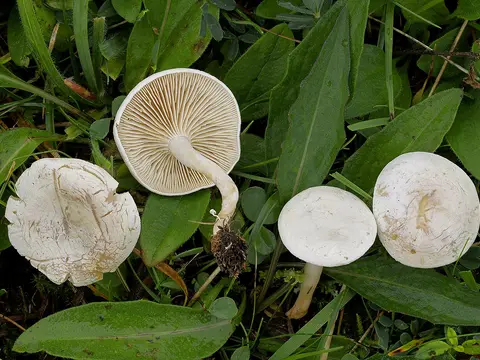 Fool's funnel (Clitocybe rivulosa)