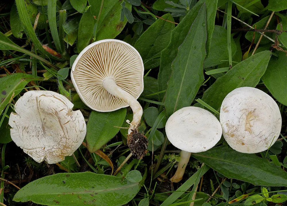 Fool's funnel (Clitocybe rivulosa) in the wild