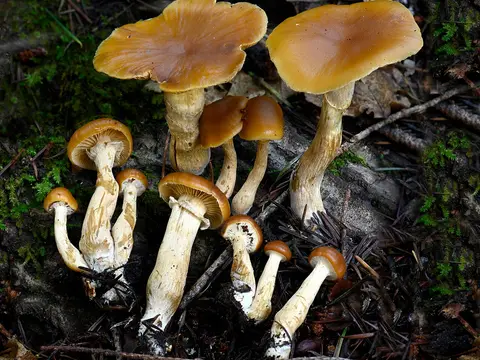 Funeral bell (Galerina marginata)