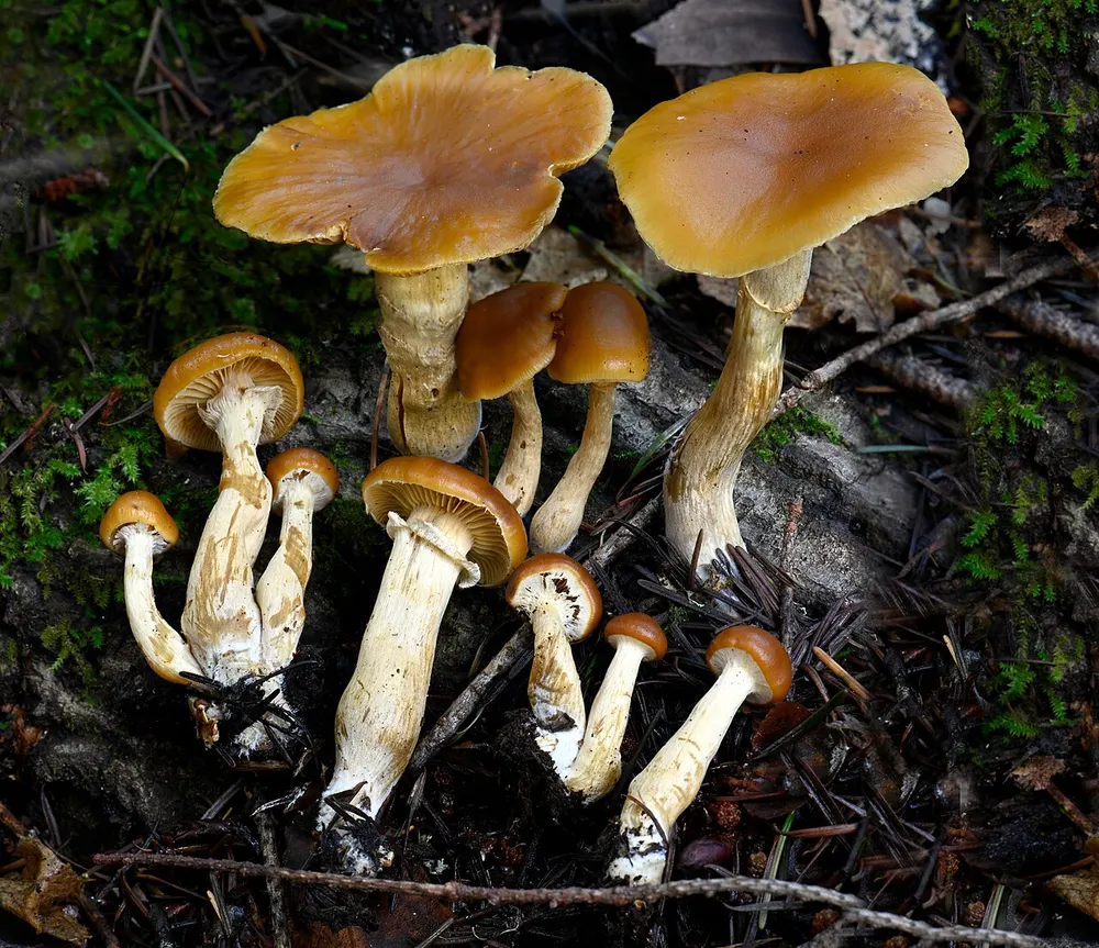 Funeral bell (Galerina marginata) in the wild