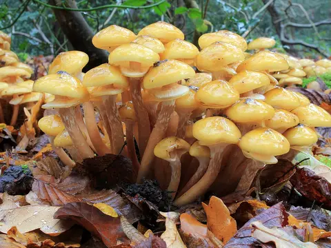 Honey fungus (Armillaria mellea)