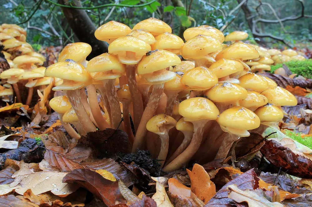 Honey fungus (Armillaria mellea) in the wild