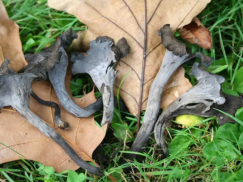 Horn of plenty (Craterellus cornucopioides)