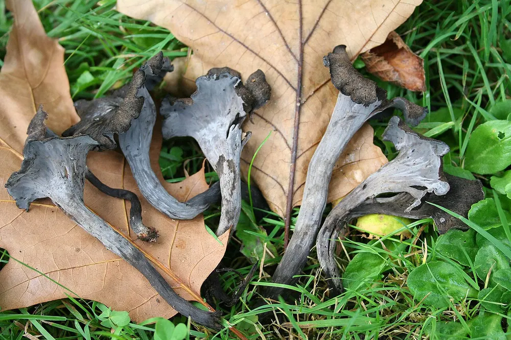 Horn of plenty (Craterellus cornucopioides) in the wild