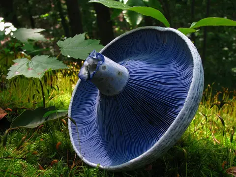 Indigo milk cap (Lactarius indigo)