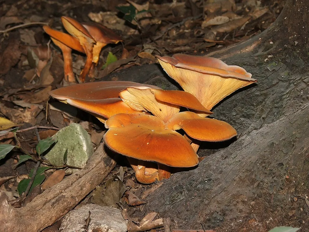 Jack-o'-lantern (Omphalotus olearius) in the wild