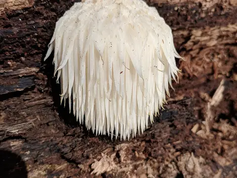 Lion's mane (Hericium erinaceus)