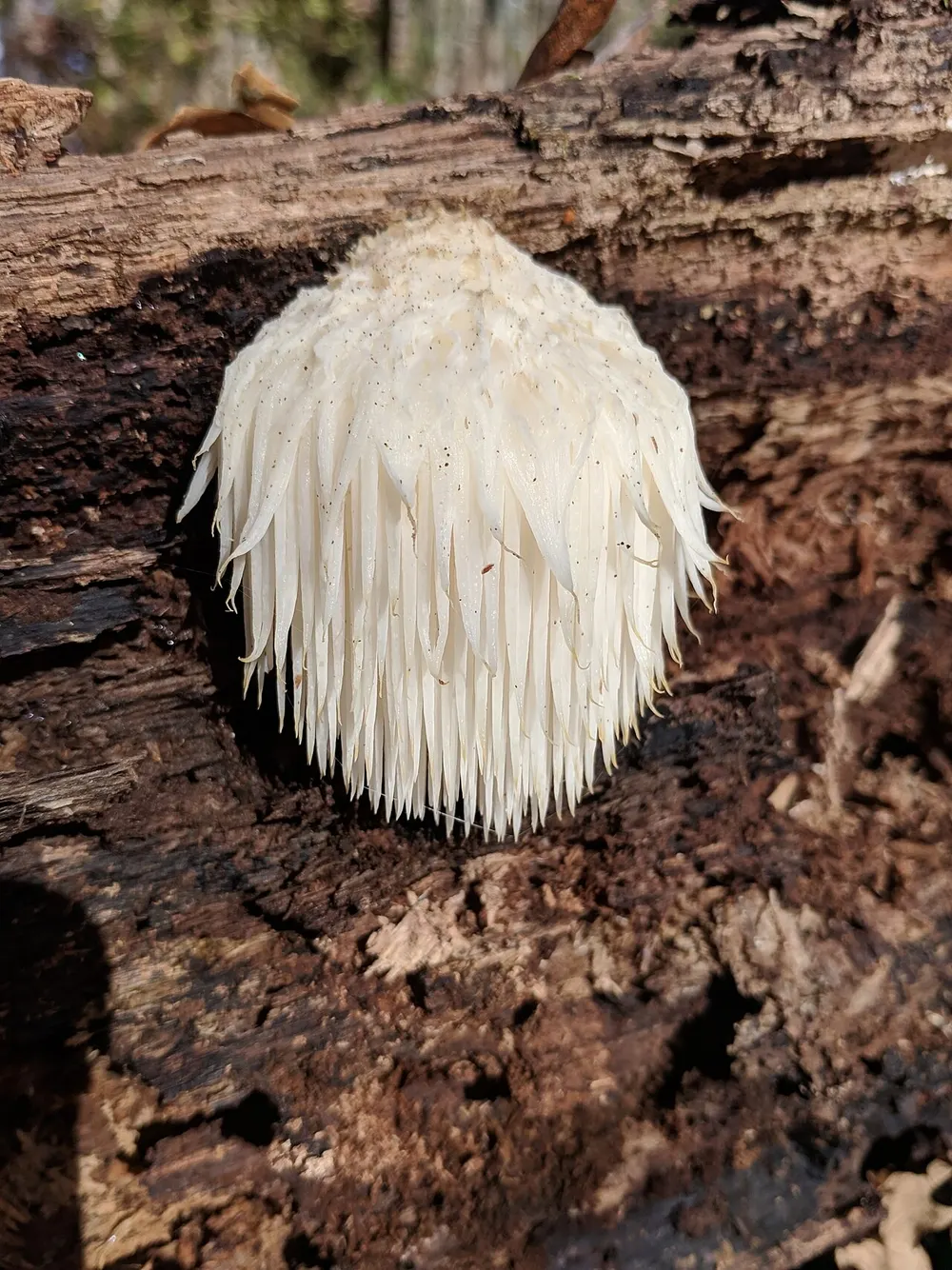 Lion's mane (Hericium erinaceus) in the wild