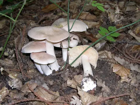 Livid pinkgill (Entoloma sinuatum)