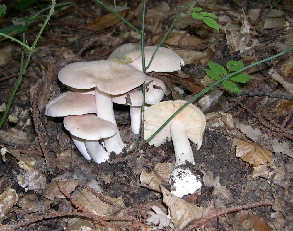 Livid pinkgill (Entoloma sinuatum) in the wild