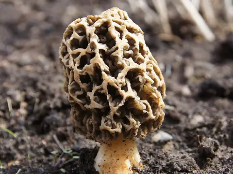Morel (Morchella esculenta)