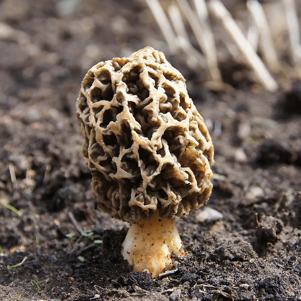 Morel (Morchella esculenta) in the wild