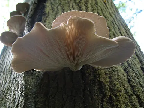Oyster mushroom (Pleurotus ostreatus)