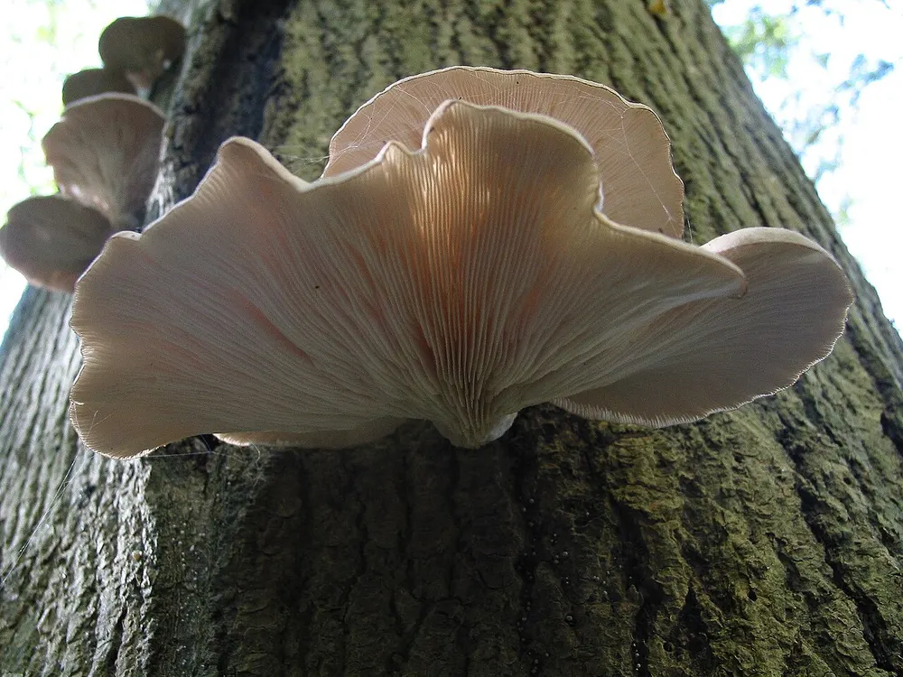 Oyster mushroom (Pleurotus ostreatus) in the wild