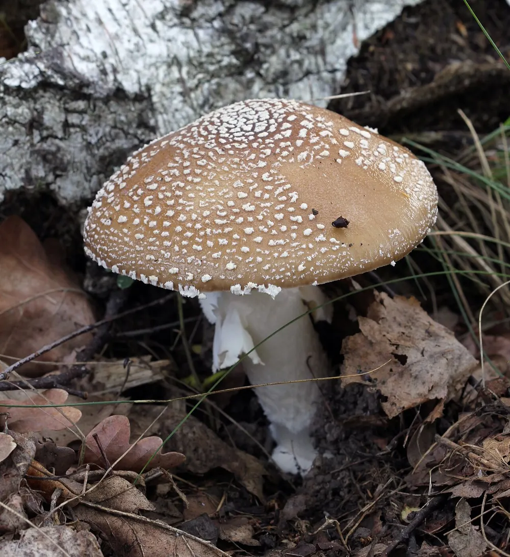 Panther cap (Amanita pantherina) in the wild