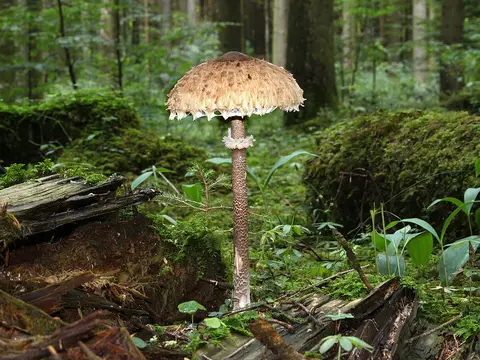 Parasol mushroom (Macrolepiota procera)