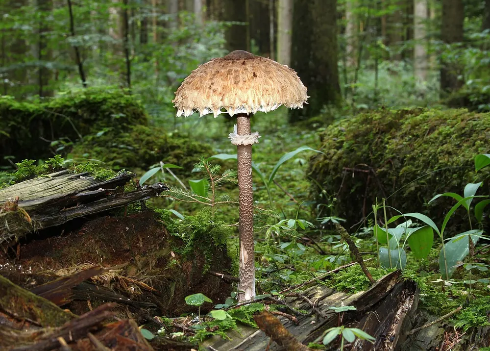 Parasol mushroom (Macrolepiota procera) in the wild