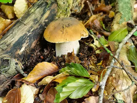 Porcini (Boletus edulis)