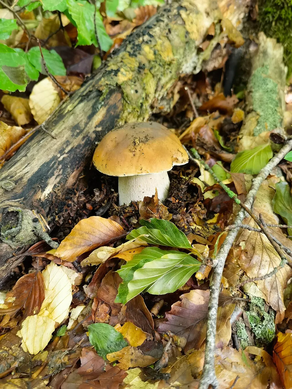 Porcini (Boletus edulis) in the wild