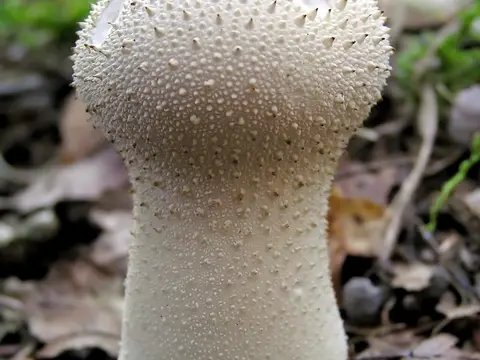 Common puffball (Lycoperdon perlatum)