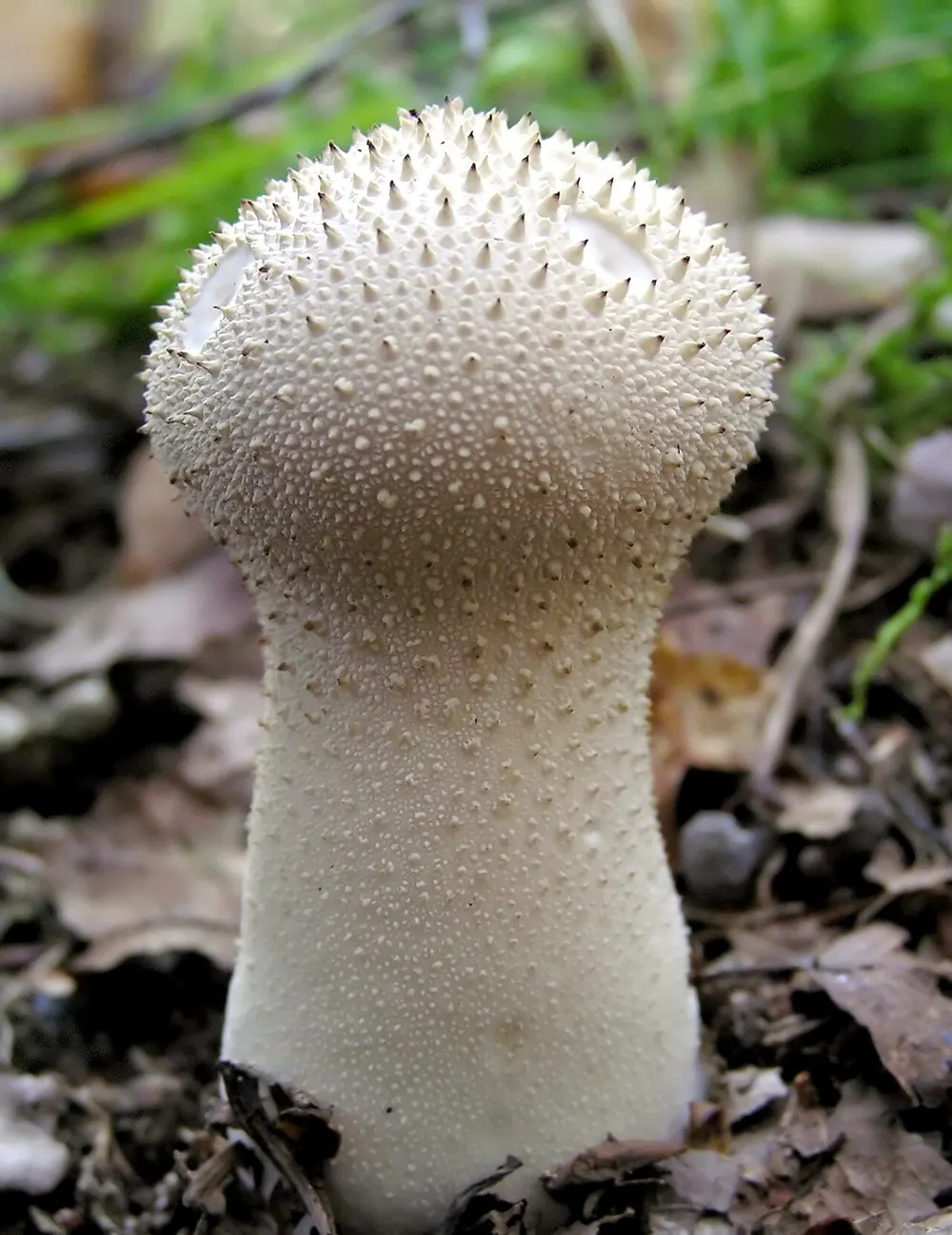 Common puffball (Lycoperdon perlatum) in the wild
