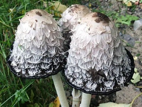 Shaggy ink cap (Coprinus comatus)